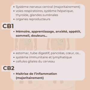 les récepteurs CBD1 et CBD2